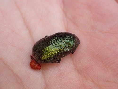Pelidnota granulata