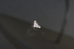 Cirrhochrista kosemponialis