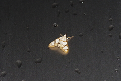 Cirrhochrista kosemponialis