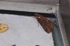 Ercheia dubia