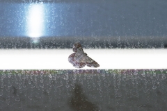 Pingasa ruginaria pacifica