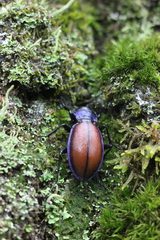 Carabus schoenherri