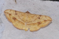 Anticarsia irrorata