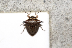 Alcimocoris japonensis