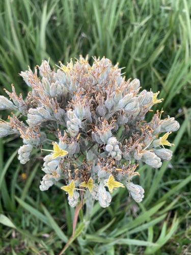 Carolina redroot (Lachnanthes caroliana)