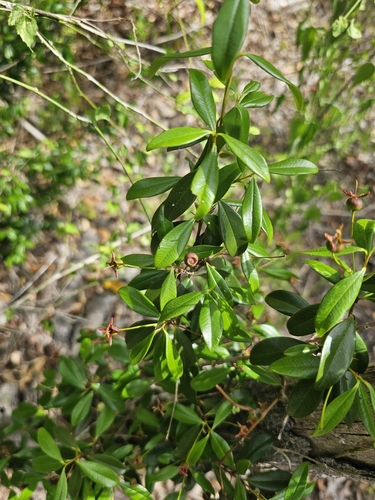 Eugenia ligustrina (Eugenia ligustrina)