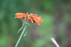 Leonotis nepetifolia nepetifolia