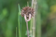 Leonotis nepetifolia nepetifolia