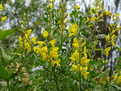 Genista maderensis image