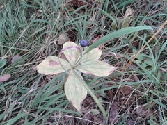 Paris verticillata