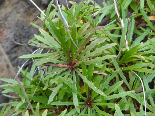 Tolpis succulenta