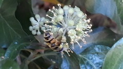 Myathropa florea