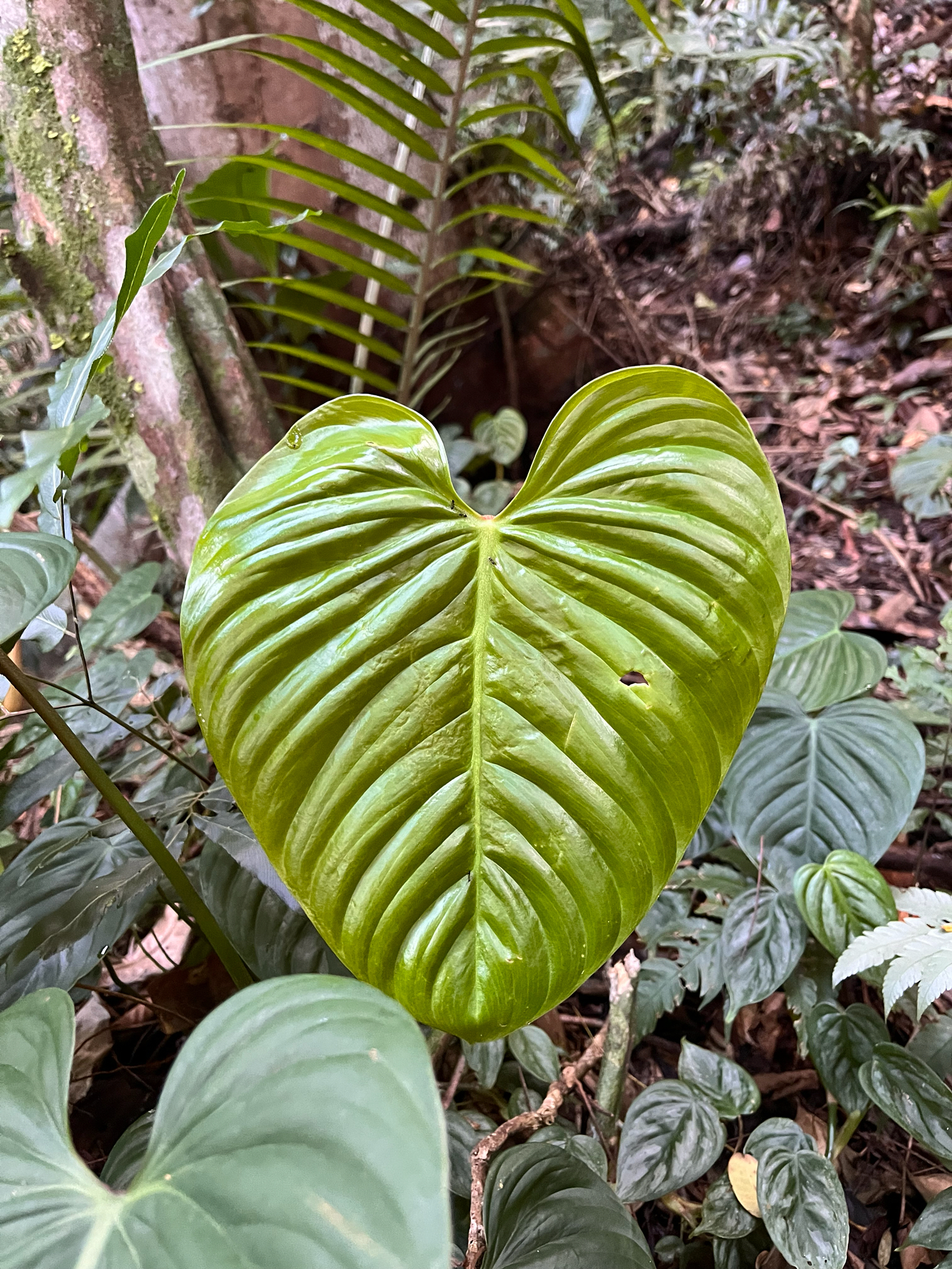 Philodendron ornatum