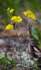 Physaria calderi