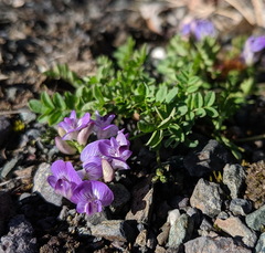 Astragalus bodinii