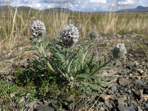 soft phacelia (Phacelia mollis)