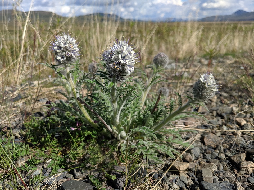 Phacelia mollis