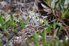 Physaria calderi