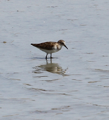 Calidris minuta