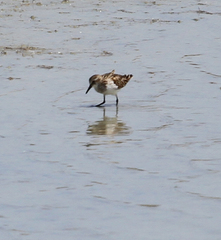 Calidris minuta