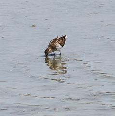 Calidris minuta