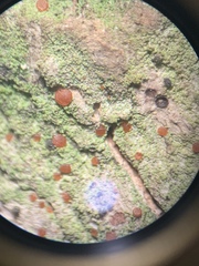 Bacidia rubella