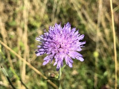 Knautia godetii