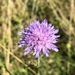 Godet's Scabious - Photo (c) Jason Grant, some rights reserved (CC BY), uploaded by Jason Grant