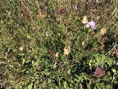 Scabiosa lucida