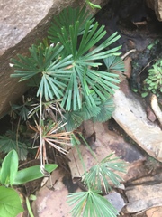 Actiniopteris radiata