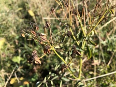Thalictrum aquilegiifolium