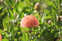 Leucospermum × hybridum