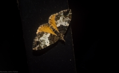 Chrysolarentia phaedra