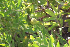 Leucospermum × hybridum