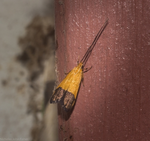 Crocanthes micradelpha (Lower, 1897)