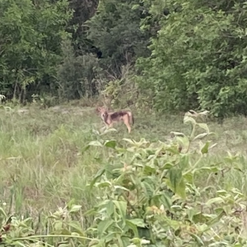 Coyote photographed in Florida