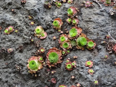 Aeonium glandulosum image