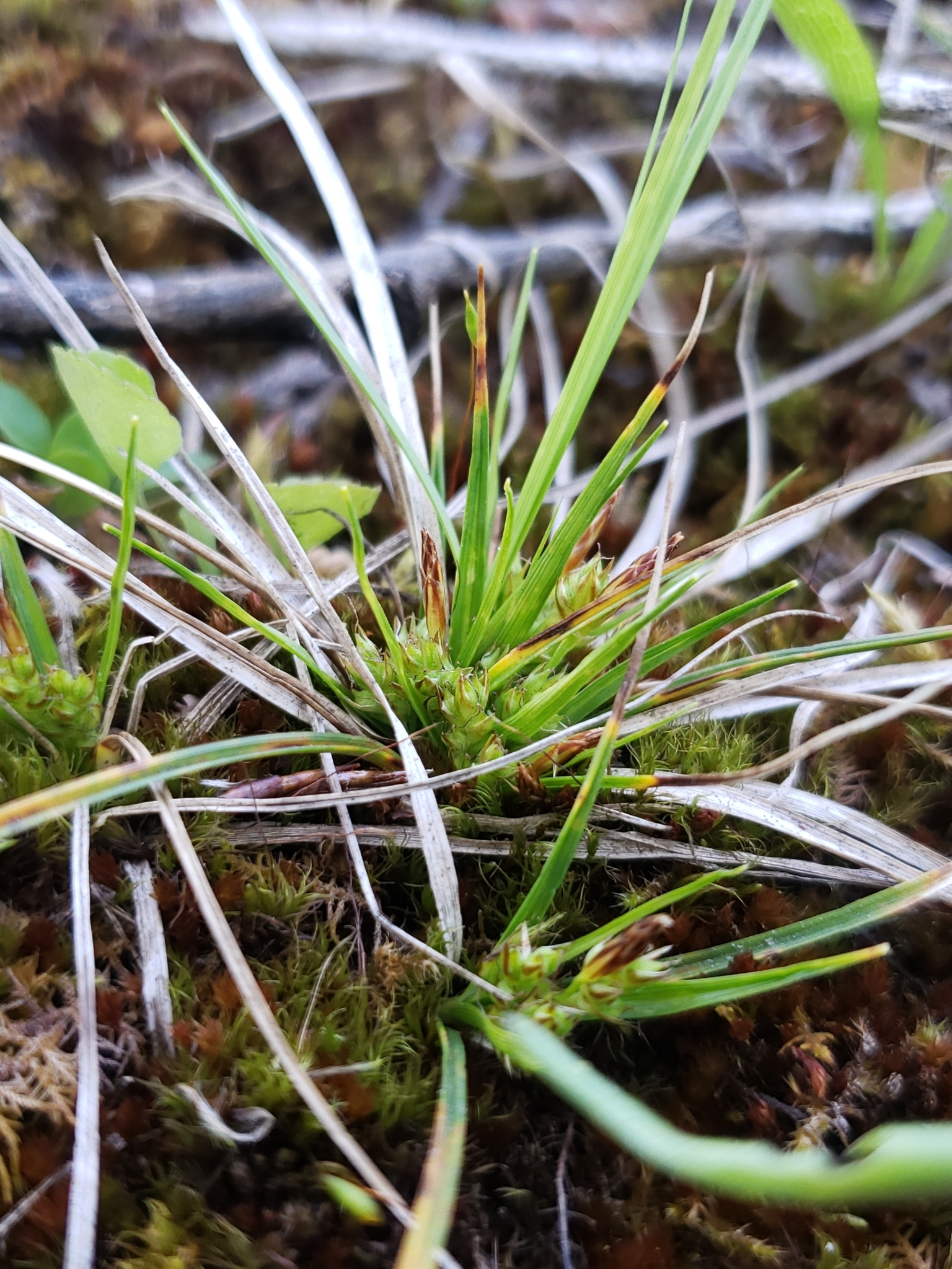 Carex umbellata