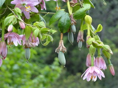 Passiflora tarminiana image