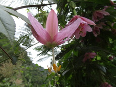 Passiflora tarminiana image