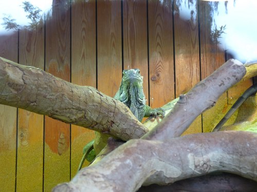 Lau Banded Iguana, Brachylophus fasciatus