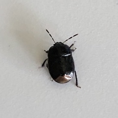 Legnotus limbosus