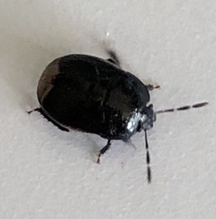 Legnotus limbosus