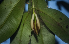 Baloghia inophylla