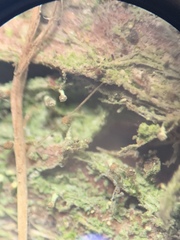 Chaenotheca brachypoda