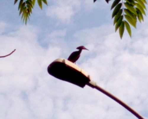 Hamerkop