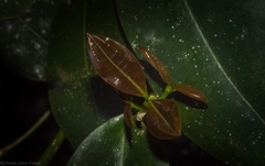 Baloghia inophylla