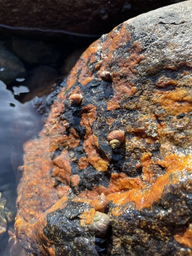 Littorina saxatilis