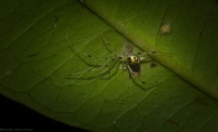 Thwaitesia nigronodosa
