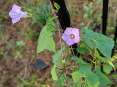 Ipomoea × leucantha